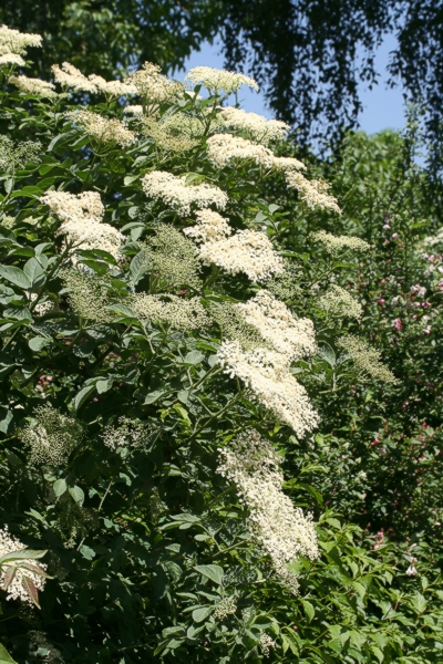 Holunder in voller Blte - ohne Bienen